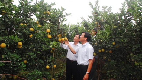 Nông nghiệp và nông thôn ngày 24/4/2015: Tam Đa, Hưng Yên: Vùng quê chiêm trũng thay da đổi thịt.