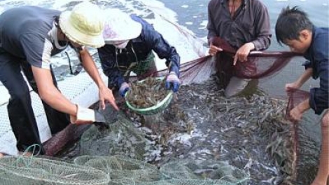 Diễn đàn kinh tế ngày 26/4/2015: Cà Mau tìm hướng phát triển bền vững cho ngành thủy sản