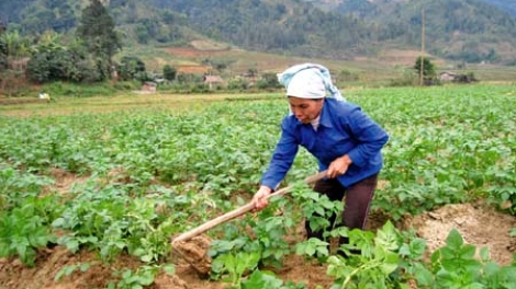 Nông nghiệp và nông thôn ngày 26/4/2015: Nông thôn mới ở Tả Phời - thêm những mùa no ấm.