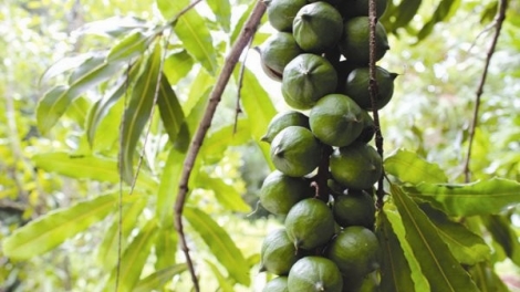 Nông nghiệp và nông thôn ngày 05/4/2015: Trồng cây mắc ca - Không nên vội.