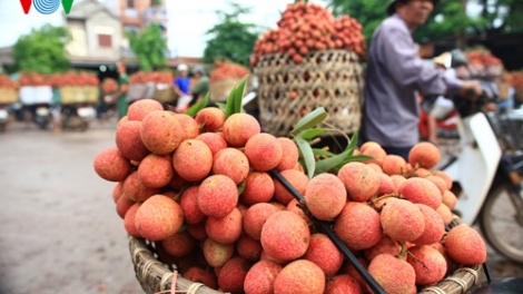 Tìm lối thoát cho nông sản:Đầu tiên là nâng cao chất lượng.
