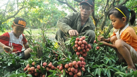 Nông nghiệp và nông thôn ngày 02/5/2015: Tìm giải pháp gỡ khó cho tiêu thụ nhãn, vải.