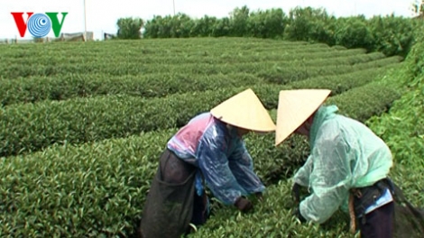 Diễn đàn kinh tế ngày 10/5/2015: Xây dựng thương hiệu chè an toàn.