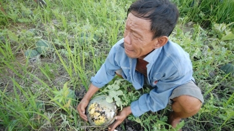 Làm gì để hàng nông sản không rơi vào tình trạng được mùa, rớt giá?