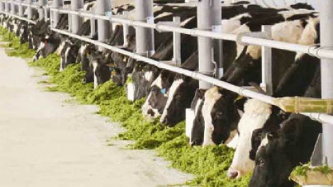 Nông nghiệp và nông thôn ngày 14/5/2015: Khó khăn trong việc thực hiện Nghị định 210: Gỡ từ đâu?