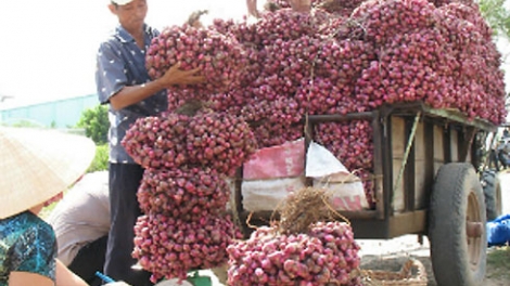 Chính phủ với người dân ngày 15/5/2015: Tiêu thụ nông sản - Cần có chính sách liên kết từ sản xuất đến thị trường.