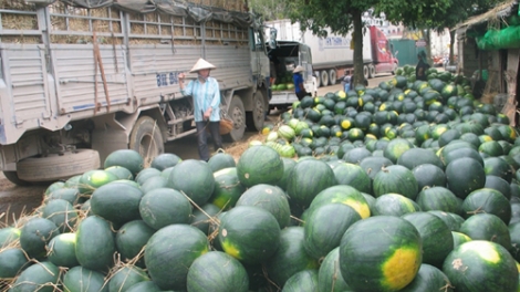 Nông nghiệp và nông thôn ngày 15/5/2015: Vì đâu tình trạng nông sản ùn tắc “đến hẹn lại lên”?