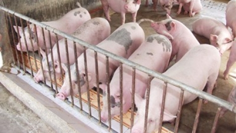 Nông nghiệp và nông thôn ngày 16/5/2015: Chăn nuôi lợn theo hướng thực hành nông nghiệp tốt.