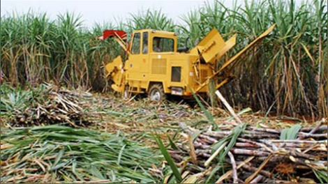 Thời sự chiều ngày 18/5/2015: Ngành mía đường đối mặt với nguy cơ khó khăn.