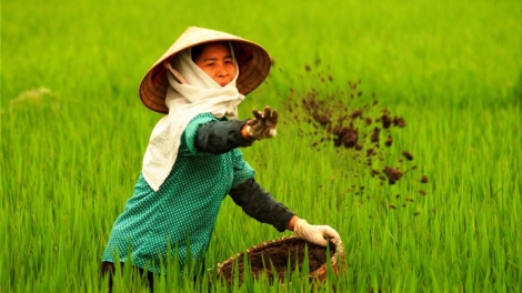 Nông nghiệp và nông thôn ngày 03/5/2015: Làm sao giúp bà con nông dân nâng cao hiệu quả sử dụng phân bón và bảo vệ môi trường.