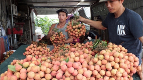 Nông nghiệp và nông thôn ngày 24/5/2015: Vải Thanh Hà, nhiều thách thức trước cơ hội xuất khẩu sang Mỹ.