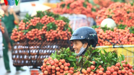 Nông nghiệp và nông thôn ngày 28/5/2015: Lục Ngạn tỉnh Bắc Giang: nông thôn mới - bước ngoặt phát triển vùng vải thiều.