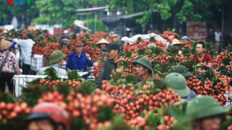 Thời sự trưa ngày 28/5/2015: Những lô vải thiều đầu tiên của Việt Nam sẽ được xuất khẩu sang thị trường Mỹ vào ngày 30/5.