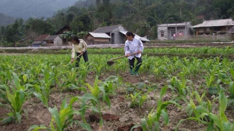 Nông nghiệp và nông thôn ngày 09/5/2015: Mở rộng diện tích ngô - bước đột phá phát triển kinh tế Lai Châu.