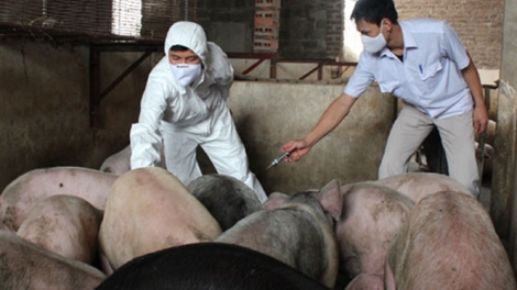 Khó khăn của doanh nghiệp trong xây dựng vùng an toàn dịch bệnh. (Nông nghiệp nông thôn ngày 24/6/2015).