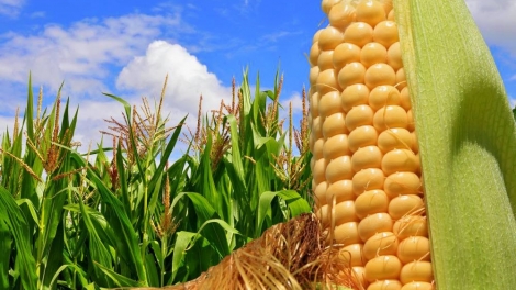 Nông nghiệp và nông thôn ngày 6/6/2015: Thương mại hóa thực phẩm biển đổi gen: nên hay không?