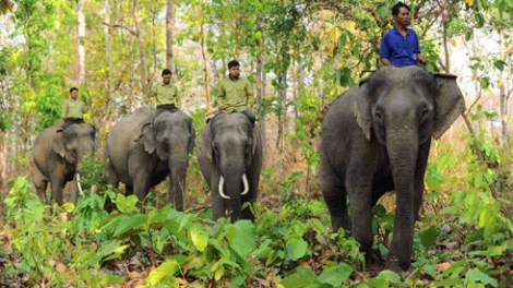 Môi trường và phát triển ngày 8/6/2015: Bảo tồn đàn voi ở Đắc Lắc – hãy hành động trước khi quá muộn.