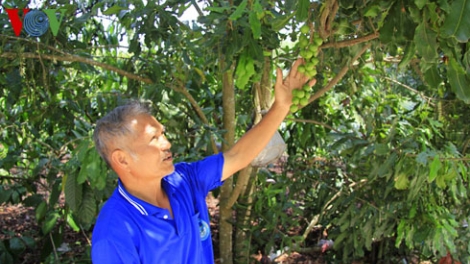 Nông nghiệp và nông thôn ngày 8/6/2015: Chưa có quy hoạch cho mắc ca.
