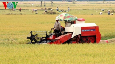 Cơ giới hoá sản xuất lúa: máy nội yếu thế (Nông nghiệp và nông thôn ngày 17/7/2015)