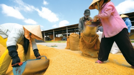 Tiêu thụ lúa tại Đồng bằng sông Cửu Long – vẫn khó nhiều bề (Nông nghiệp và nông thôn ngày 26/7/2015)