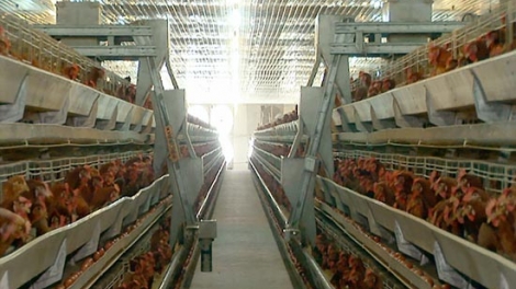 Ngành chăn nuôi thay đổi để hội nhập (Nông nghiệp và nông thôn ngày 28/7/2015)