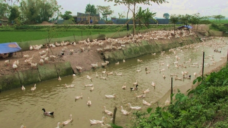 Hướng đi đúng của Hợp tác xã Yên Bắc (Nông nghiệp và nông thôn ngày 29/7/2015)