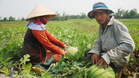Mở rộng diện tích trồng cây ăn quả vẫn vướng ở khâu quy hoạch (Nông nghiệp và nông thôn ngày 11/8/2015)