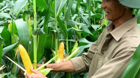 Phát triển cây trồng biến đổi gen ở Việt Nam: Cần thông tin đầy đủ và minh bạch (Khoa học và công nghệ ngày 18/8/2015)