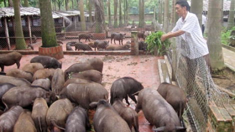 Gắn sản xuất với thị trường: Nhìn từ mô hình nuôi lợn ở Thạch Thất, Hà Nội (Nông nghiệp và nông thôn ngày 18/8/2015)