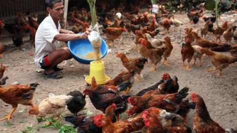 Để ngành chăn nuôi không đuối sức trong biển lớn.