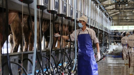 Nông nghiệp ứng dụng công nghệ cao: Cần đặt doanh nghiệp ở vị trí trung tâm (Khoa học và công nghệ ngày 7/8/2015)
