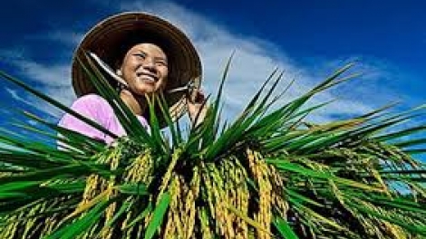 Nông dân thi đua sản xuất kinh doanh giỏi, giúp nhau làm giàu (Nông nghiệp và nông thôn ngày 7/8/2015)