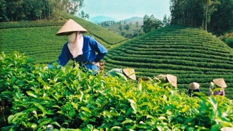 Tỉnh Thái Nguyên nỗ lực nâng cao chất lượng chè (Nông nghiệp và nông thôn ngày 10/8/2015)