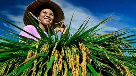 Khơi dậy sức mạnh nông dân.