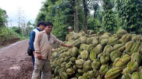 Đừng để sầu riêng biến thành sầu chung