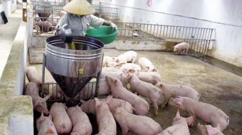 Ngành chăn nuôi trước ngưỡng cửa TPP.
