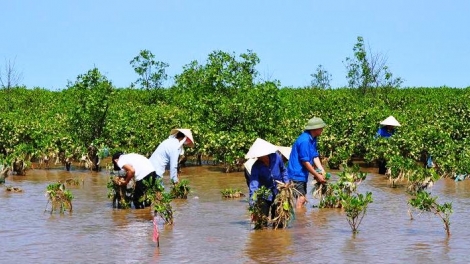 Tỉnh Nam Định phát triển rừng ven biển gắn với sinh kế người dân.