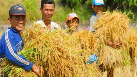 Gương nông dân điển hình tiên tiến toàn quốc.