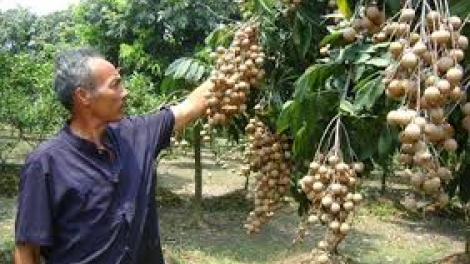 Phát triển nhãn chín muộn, hướng đi của nông nghiệp Hà Nội