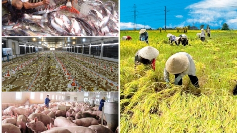 Nông dân Việt Nam: Thay đổi tư duy để hội nhập (21/10/2016)