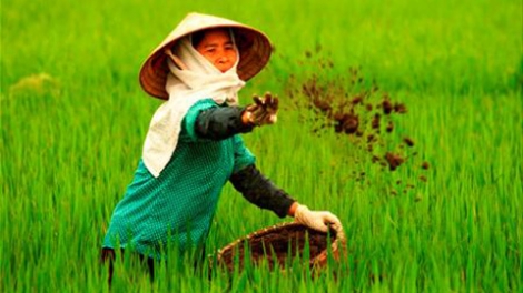 Phân bón giả: Ai bảo vệ người dân và doanh nghiệp chân chính (3/10/2016)