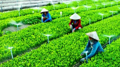 Để mô hình Hợp tác xã kiểu mới phát triển đúng hướng và bền vững (12/10/2016)