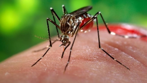 Phát hiện thêm 2 trường hợp mới nhiễm vi rút Zika tại Thành phố Hồ Chí Minh (Thời sự trưa 15/10/2016)
