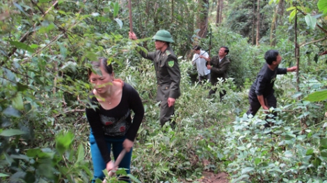 Mường Nhé, Điện Biên: Bảo vệ rừng gắn với lợi ích của người dân (17/11/2016)