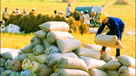 Theo dự báo, tổng khối lượng xuất khẩu gạo cả năm nay chỉ đạt dưới 5 triệu tấn, thấp kỷ lục kể từ năm 2009 đến nay. (Thời sự trưa 22/11/2016)