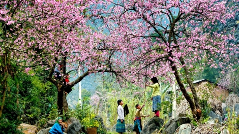 Cao nguyên Mộc Châu: Không đánh đổi môi trường xanh lấy lợi ích kinh tế trước mắt (25/11/2016)