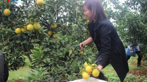 Xây dựng và bảo vệ thương hiệu cho cây có múi ở miền Bắc (18/11/2016)
