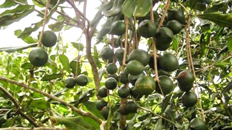 Phát triển cây mắc ca ở Việt Nam nhìn từ thực tế Trung Quốc. (30/11/2016)