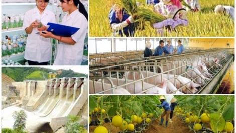 Đề án tái cơ cấu ngành nông nghiệp sau hơn 3 năm thực hiện không được như kỳ vọng (4/11/2016)