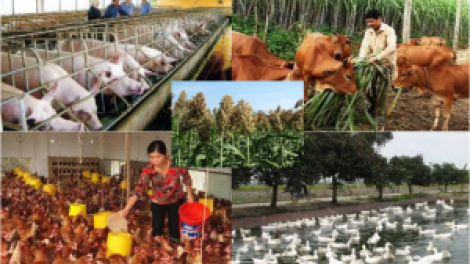 Để nâng cao hiệu quả chăn nuôi gia súc, gia cầm khu vực phía Bắc (13/11/2016)